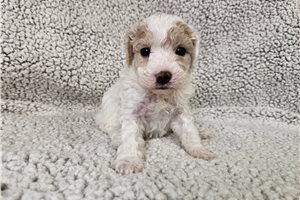 Flynn - Bich-Poo - Bichpoo for sale