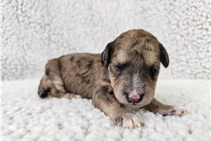 Forest - Bich-Poo - Bichpoo for sale