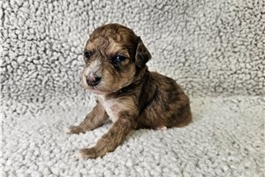 Forest - Bich-Poo - Bichpoo for sale