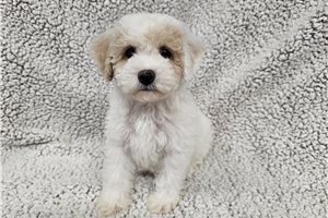 Flynn - Bich-Poo - Bichpoo for sale