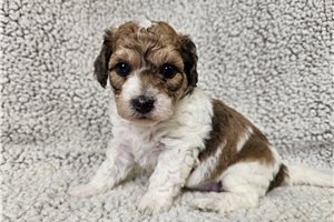 Forge - Bich-Poo - Bichpoo for sale