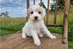 Flynn - Bich-Poo - Bichpoo for sale