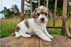 Forge - Bich-Poo - Bichpoo for sale