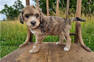 Forest - Bich-Poo - Bichpoo for sale