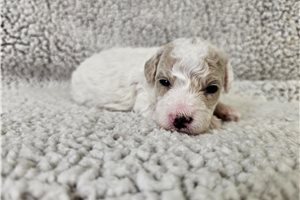 Flynn - Bich-Poo - Bichpoo for sale