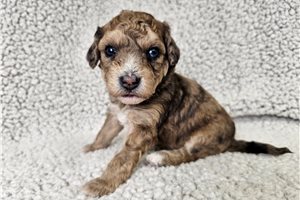 Forest - Bich-Poo - Bichpoo for sale
