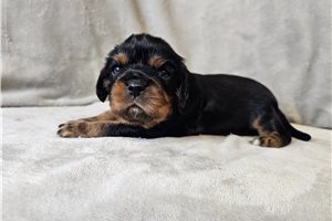 Oakey - puppy for sale