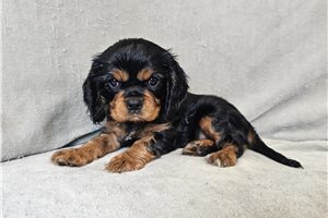 Oakey - Cavalier King Charles Spaniel for sale