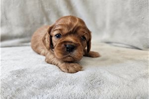 Ocean - Cavalier King Charles Spaniel for sale