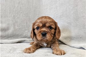 Ocean - Cavalier King Charles Spaniel for sale
