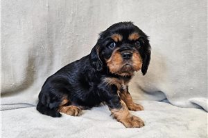 Oakey - Cavalier King Charles Spaniel for sale
