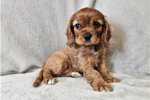 Reagan - Cavalier King Charles Spaniel for sale
