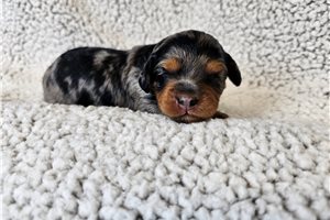 Serena - Cavapoo for sale