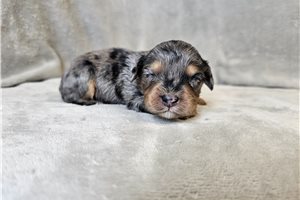 Oatis - Cavapoo for sale