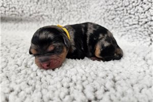 Serena - Cavapoo for sale