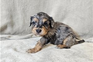 Oatis - Cavapoo for sale