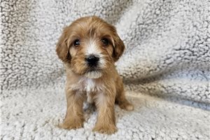 Mochi - Cavapoo for sale