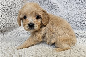 Goji - Cavapoo for sale