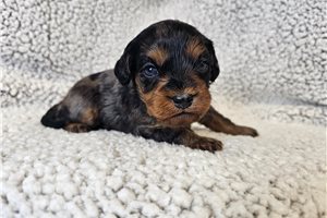 Stacey - Cavapoo for sale