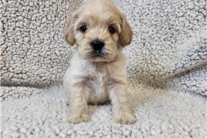 Burrito - Cavapoo for sale
