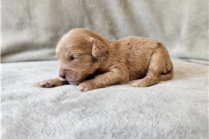 Opal - Cavapoo for sale