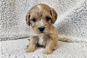 Chalupa - Cavapoo for sale