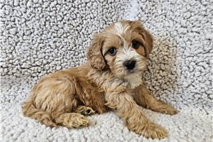 Chorizo - Cavapoo for sale