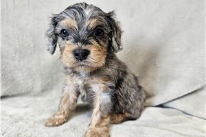 Oatis - Cavapoo for sale