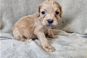 Opal - Cavapoo for sale