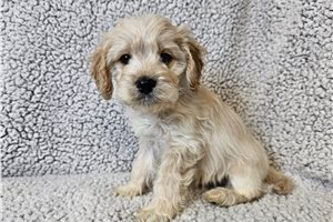 Arepa - Cavapoo for sale