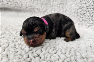 Stacey - Cavapoo for sale