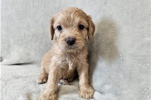Opal - Cavapoo for sale