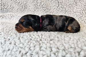 Stacey - Cavapoo for sale