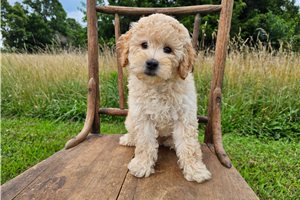 Novalee - Poodle, Miniature for sale