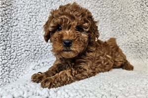 Natoya - Poodle, Miniature for sale