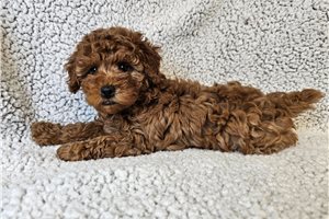 Natoya - Poodle, Miniature for sale