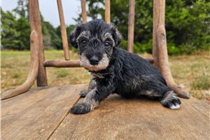 Phineas - puppy for sale