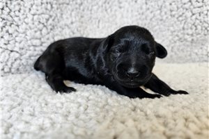 Chloe - Schnoodle for sale