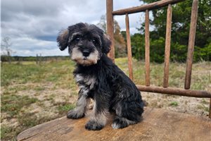 Phineas - Schnoodle for sale