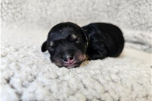 Phineas - Schnoodle for sale