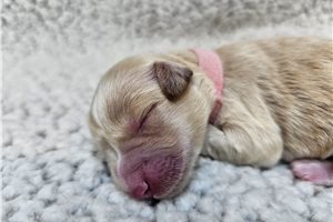 Paisley - Schnoodle for sale