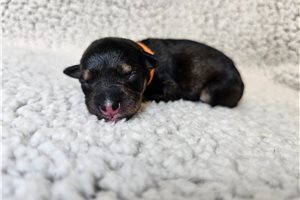 Percy - Schnoodle for sale