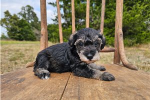 Phineas - Schnoodle for sale
