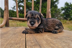Percy - puppy for sale