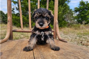 Percy - Schnoodle for sale