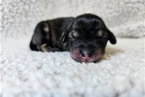 Patrick - Schnoodle for sale