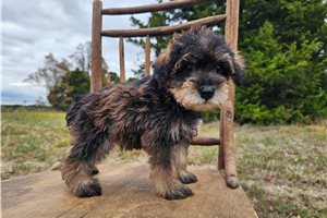 Percy - puppy for sale