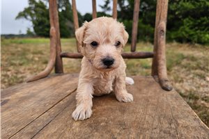 Poppy - Schnoodle, placed in Springfield