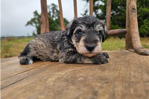 Patrick - puppy for sale