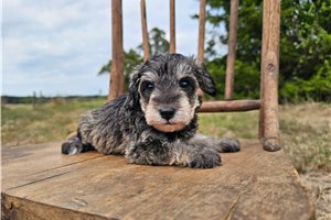 Patrick - Schnoodle for sale